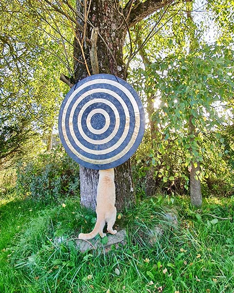 Dave the cat climbing underneath a Wind Gong hanging in a tree